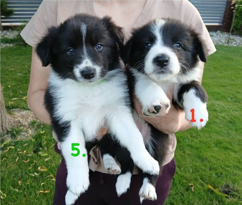 Śliczne Pieski Border Collie