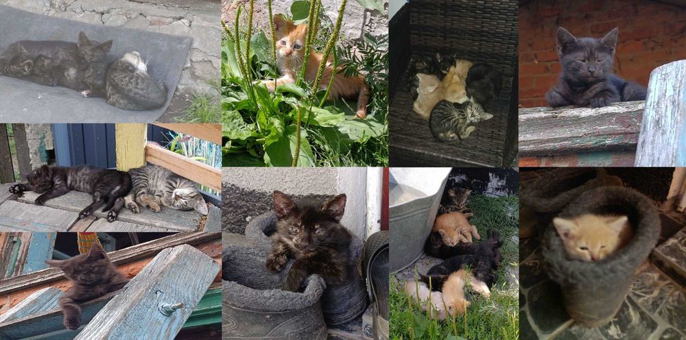Віддам кошенят, у добрі руки