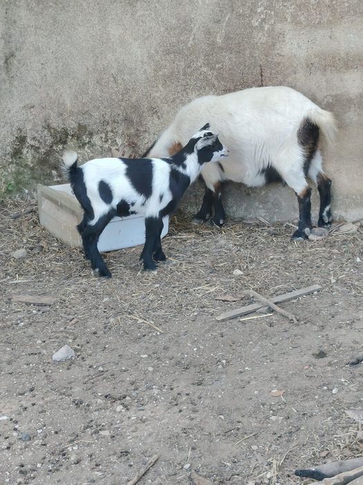 Cabrito com 1 mês