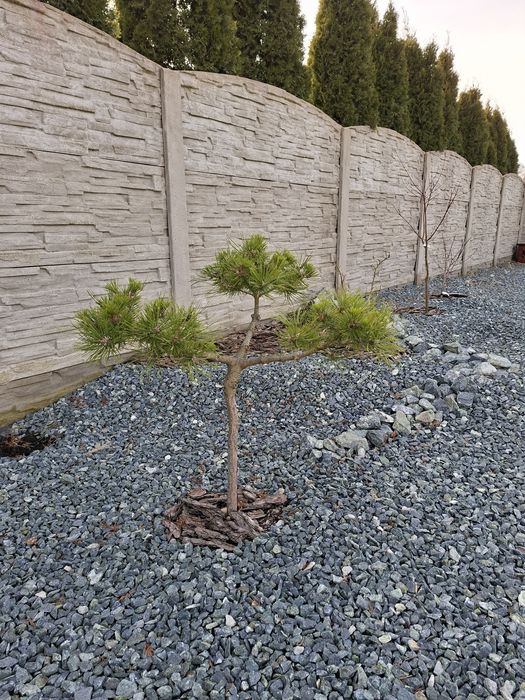Iglak szczepiony na pniu Pinus Mugo Bambino