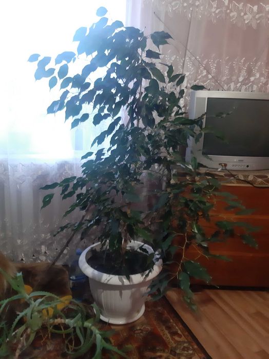 Фікус Бенджаміна