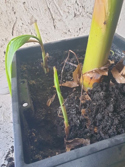 Bananowiec musa basjoo sadzonka