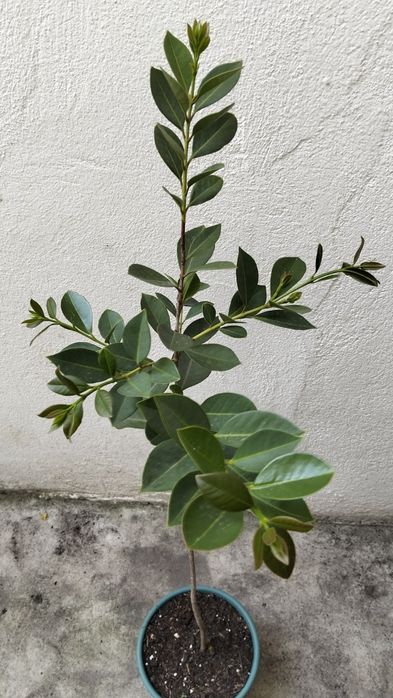 Araçazeiro jovem em vaso 80 cm