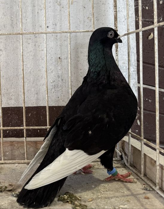 Czaposz Czaposze samce Samice