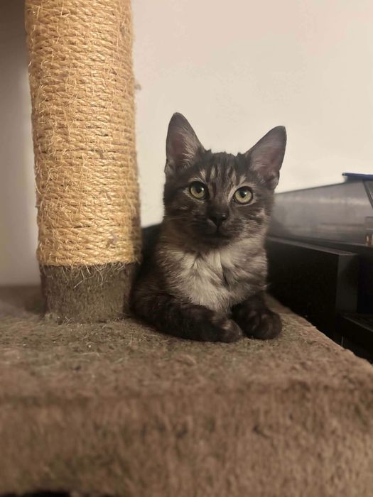 Dymek i Muminek gotowi do adopcji