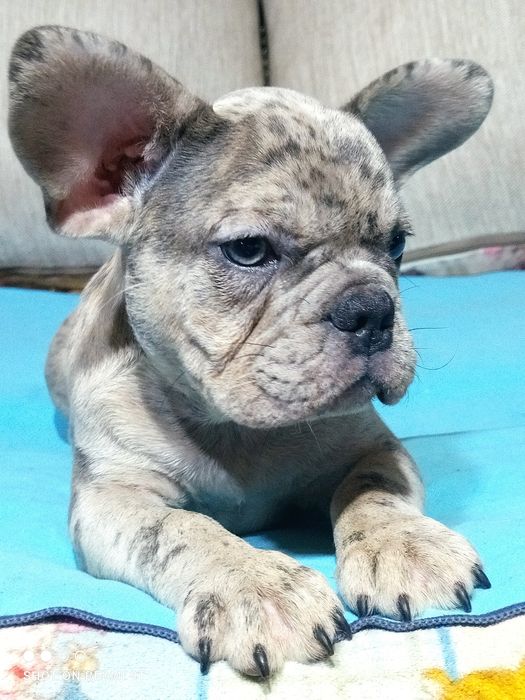 Щенки французского бульдога.