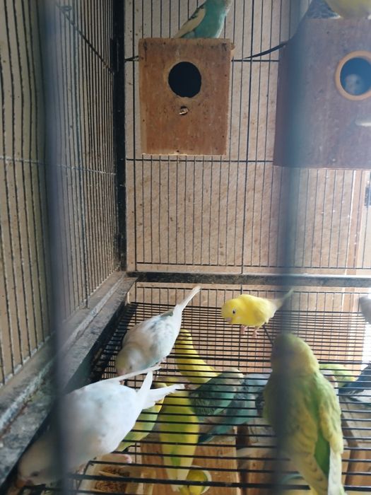 Vendo 6 Piriquitos por 50 euros