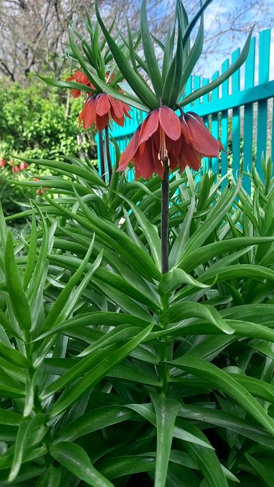 Імператорський рябчик або Царскька корона. Терміново