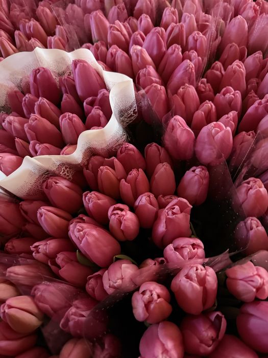 Луковиця тюльпана(після вигонки)