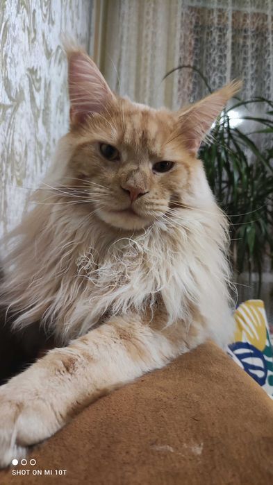 Мейн-кун для в'язки