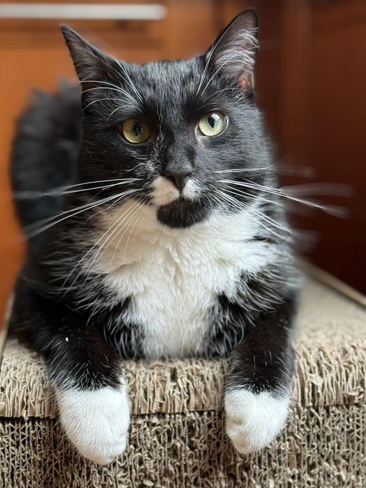 Energiczny Mireczek szuka domku!