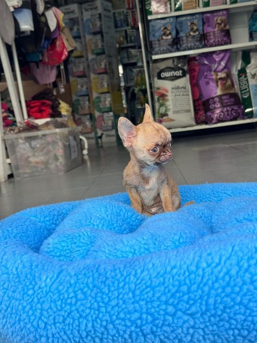 Chihuahua marle Mini