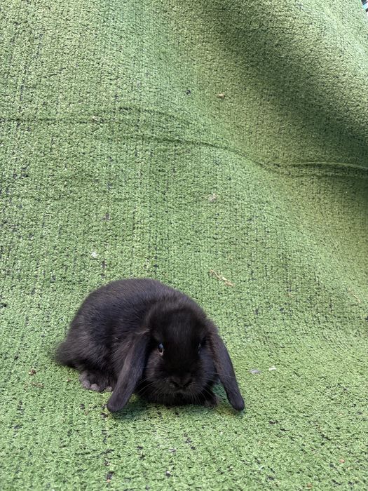 Vendo coelhos orelhudos Holland Lop muito dóceis e saudáveis