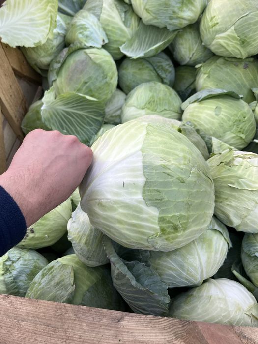Продам капусту