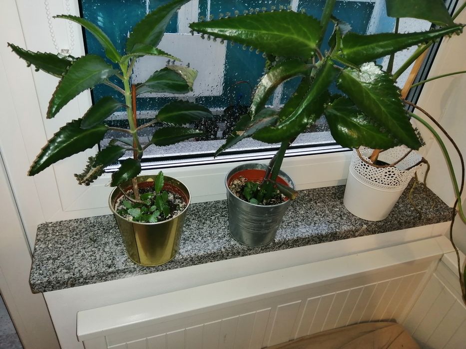 Zyworodka pierzasta lecznicza roślina