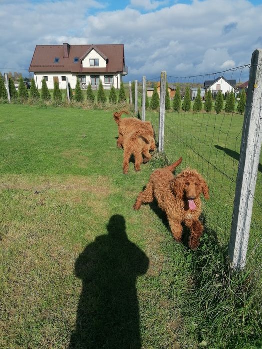 Pudel królewski czerwony pies