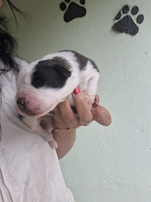 Menina sao bernarda