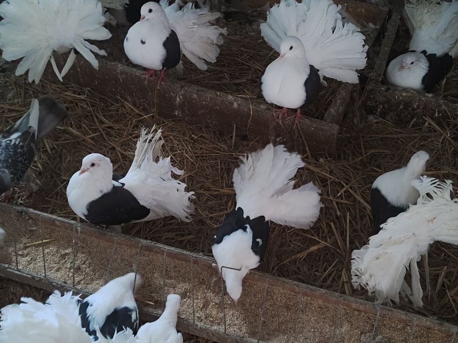 Gołębie pawiki tarczowe