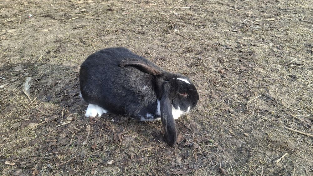 Samiec baran francuski