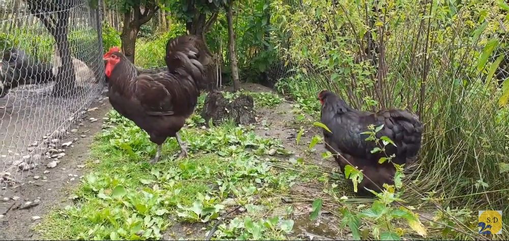 Інкубаційні яйця кури джерсійський гігант.Гігант джерсі
