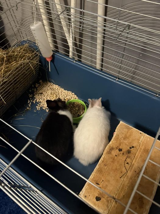 Декоративні кролики