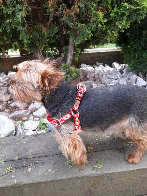 szelki dla małego psa s 25/47 ozdobne sunka ultra