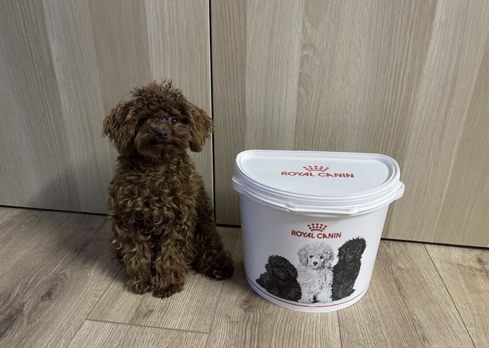 3 szt  • Półokrągłe Pojemniki na Karme • Royal Canin • Kot & Pies