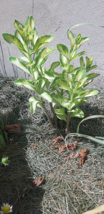 Седум варієгатний