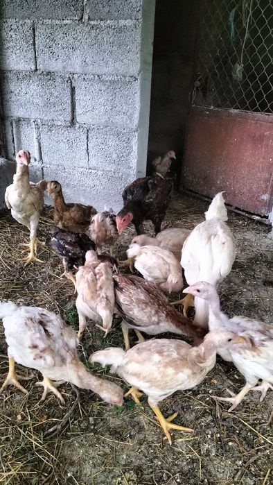 Ovos galo indio ... Desponiveis