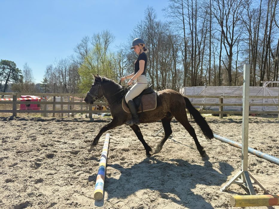 Kuc, KN, pod siodło