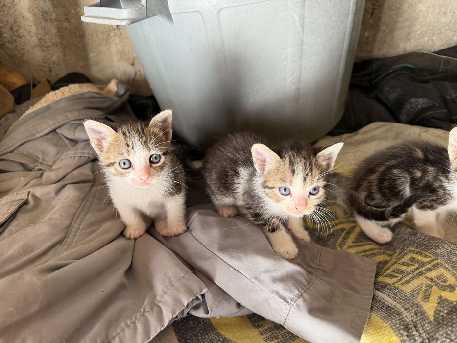 Dão-se 4 gatinhos