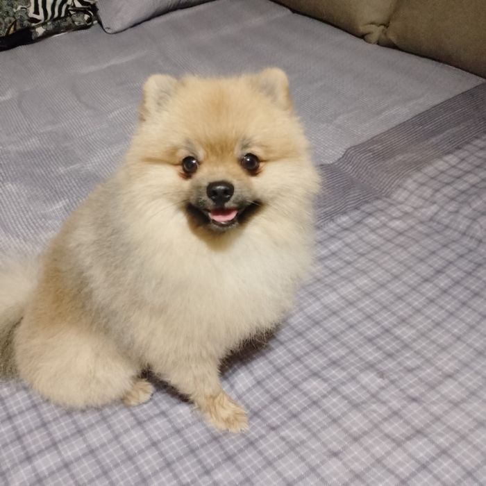 (Помераньський шпіц) Хлопчик шукає дівчинку