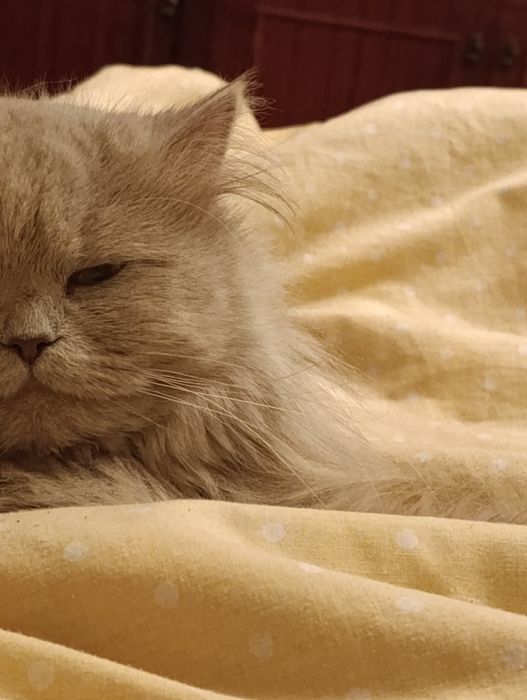 Отдам в добрые руки кошку