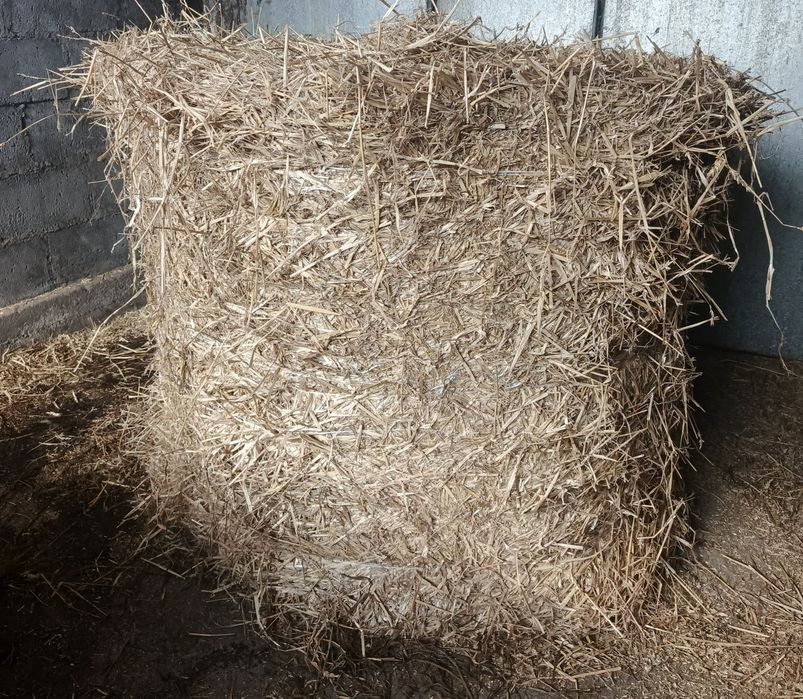 Bele słomy dobrze zbite 140cm