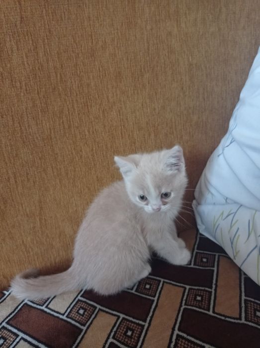 Кошеня 1 місяц  БЕЗКОШТОВНО у ДОБРІ руки