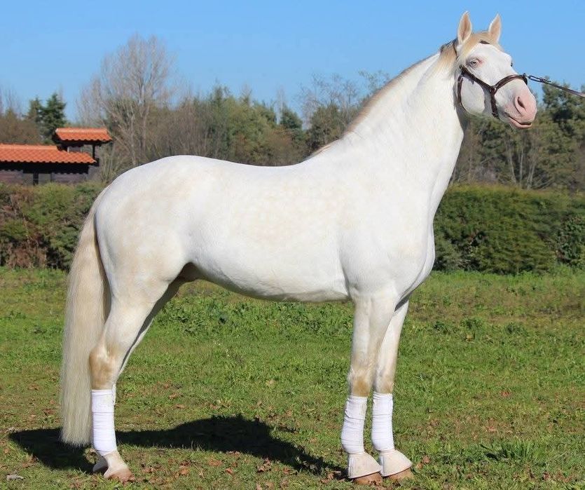 Garanhao lusitano pontuado