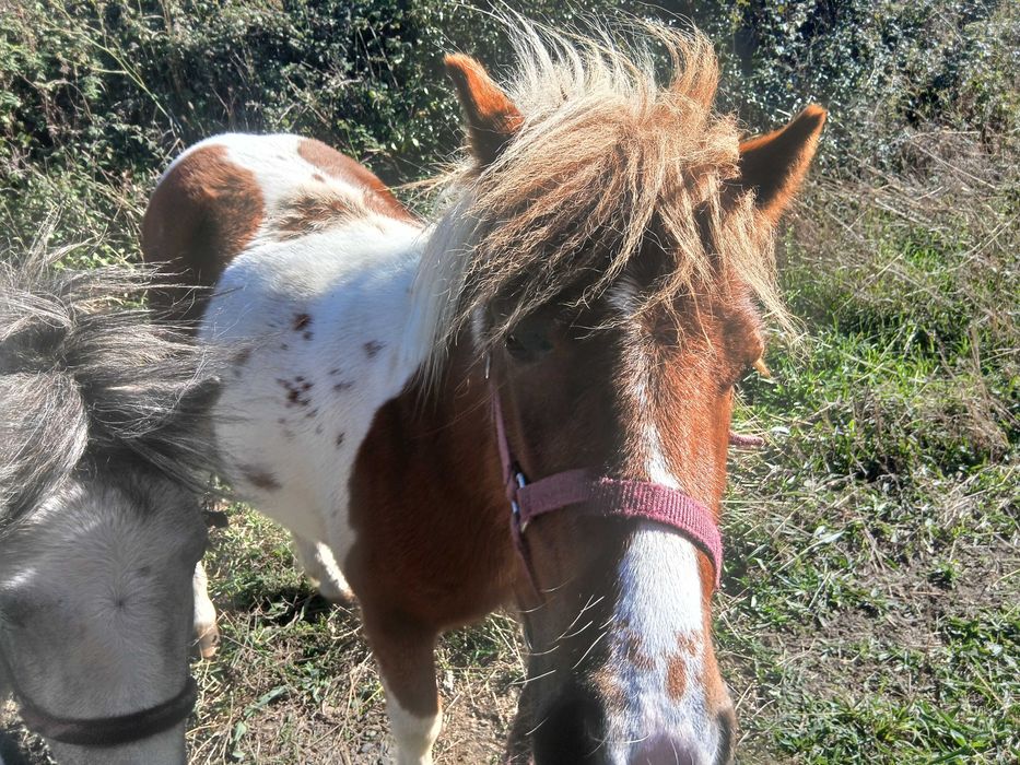 Ponei tipo shetland