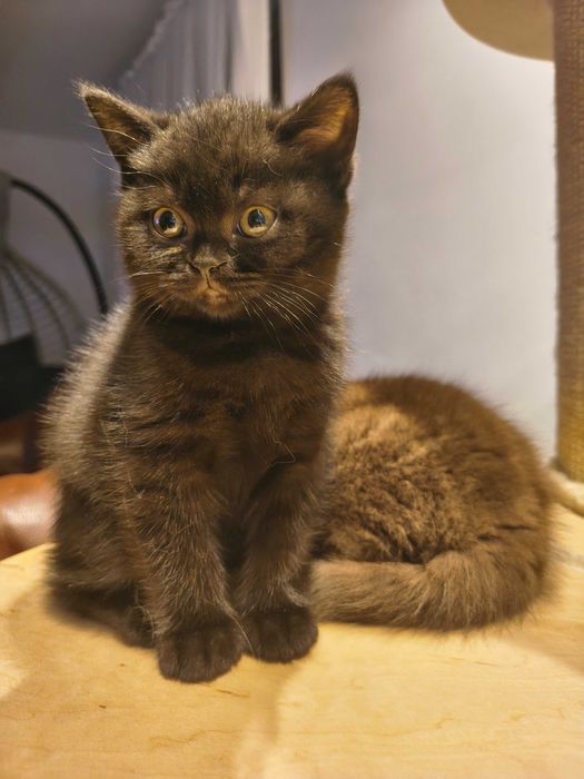 Kotka brytyjska ,,BARBI" z rodowodem FPL\FIFe gotową do odbioru