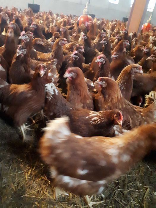 Kury nioski młode Rosa Messa Dominant Tetra Leghorn Dowóz Gratis