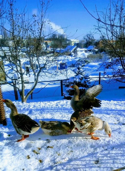 Продам ,живым весом ,домашних,гусынь на развод ,обмен