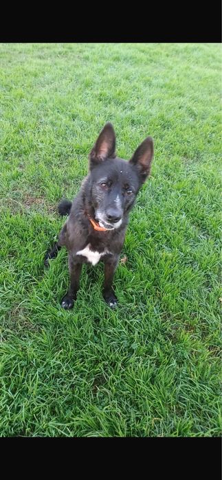 Cão para adoção responsável