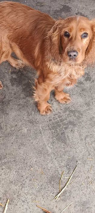 Собака спаниель  рыжого цвета
