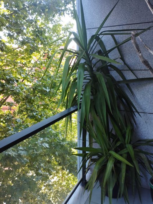 planta de ornamentação - Yucca