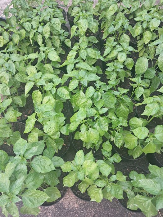 Malagueta Carolina Reaper