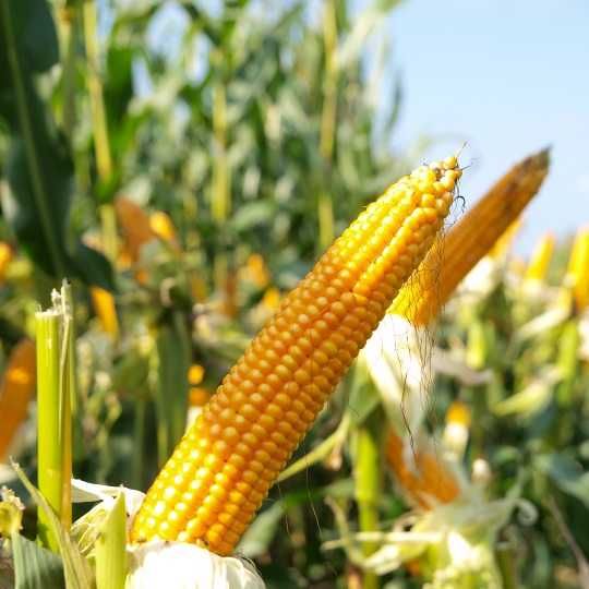 Kukurydza RIBELLO Nowość! zaprawiona od ptaków