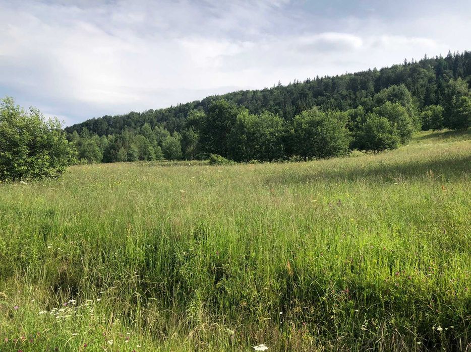 Ділянка, 60сот-5га, с.Буковець,Верховинського р-ну, Івано-Франк. обл.