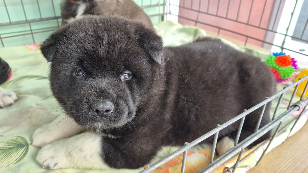 Акітосики хлопчики і дівчатка