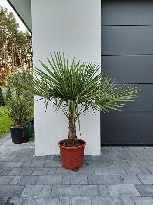 Palma mrozoodporna. Szorstkowiec.