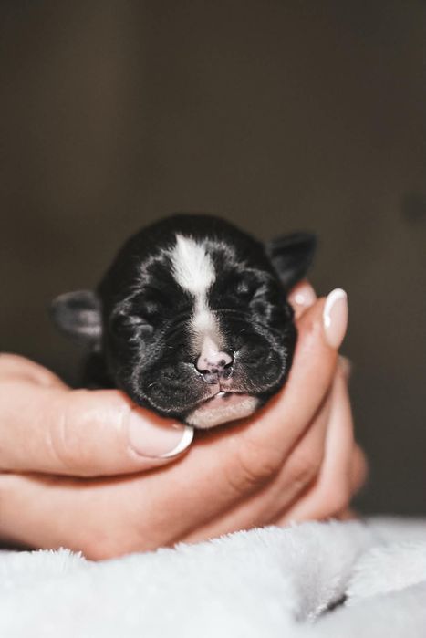 Emilka American Staffordshire zkwp
