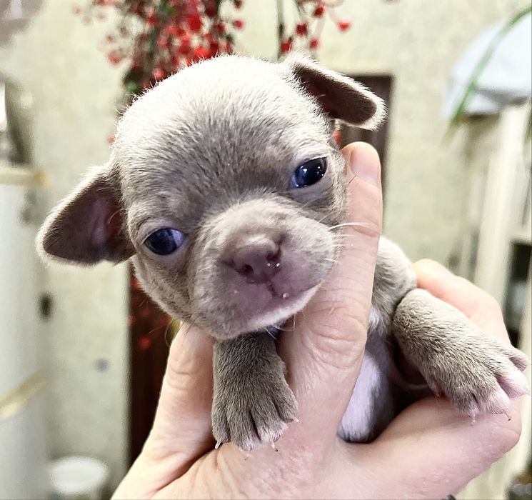 Ліловий міні хлопчик чіх тайська лінія